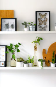 Two white floating shelves contain potted plants, different framed insects, and wooden cutouts.