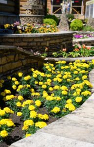 Rows of yellow flowers are planted in a garden edged with large stones. Other flowers appear around this area.