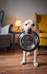 An adorable Labrador Retriever holds a silver food dish in its mouth. A gray and a yellow chair appear behind it.