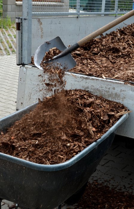 A person stands on a mulch delivery truck shoveling mulch into a black wheel barrel for a residential property.