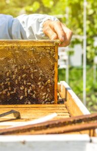 A person wearing a blue protective bee suit pull out a frame from a row of hives. On top of the hives are scrapers.