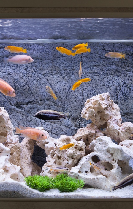A glass aquarium decorated with various stones, aquatic plants, and white sand, filled with colorful fishes.