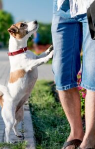 A white and brown puppy stands on it's hind legs and leans on a person's legs. The dog and person are standing on a sidewalk.