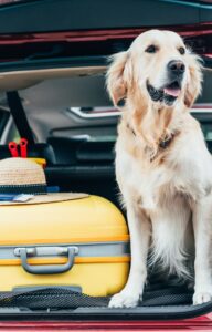 A golden retriever sits in the open trunk of a red car beside a yellow suitcase and several beach balls.