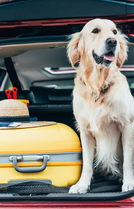 A golden retriever sits in the open trunk of a red car beside a yellow suitcase and several beach balls.