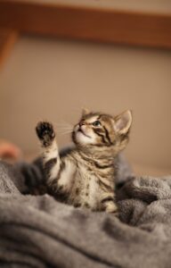 An adorable brown and black Tabby kitten is sitting on a gray blanket with one paw in the air. The kitten is looking up.