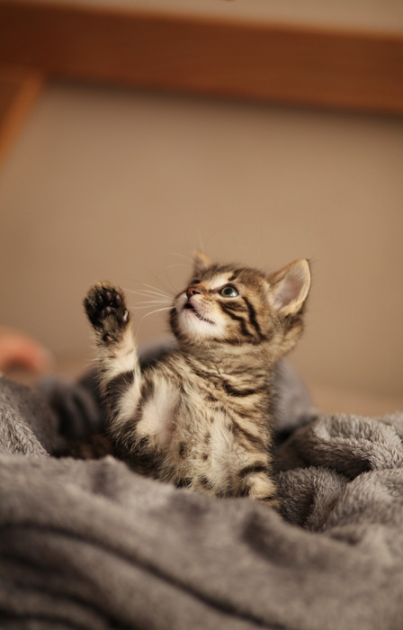 An adorable brown and black Tabby kitten is sitting on a gray blanket with one paw in the air. The kitten is looking up.
